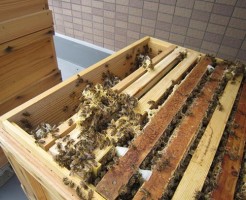 1234645_205540572948193_142787663_n