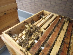 1234645_205540572948193_142787663_n