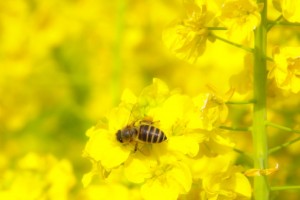 e3cb18c161e98acd02a556334e995e23_s